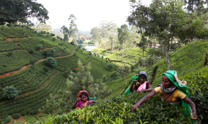 スリランカの茶摘みの風景