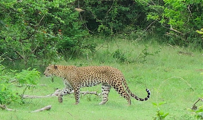 観光でも人気のスリランカ豹