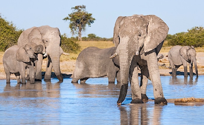 ボツワナ、チョベ国立公園水辺の象たち