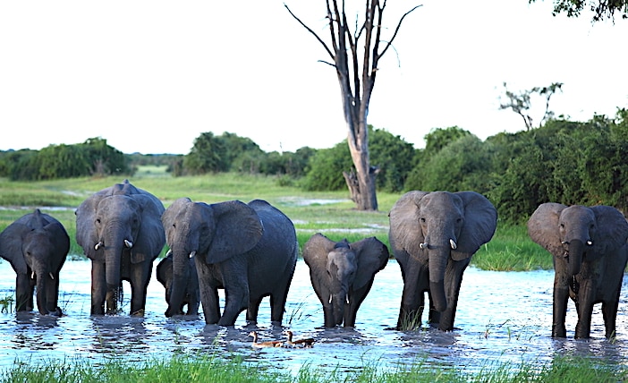 チョベのサブティで見た象のグループ