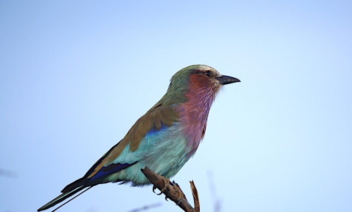 ボツワナの国鳥コーリーバスタード