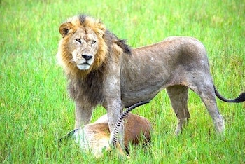 獲物を仕留めた直後のライオンの画像