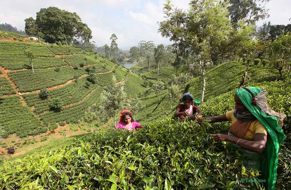 スリランカの茶摘み風景