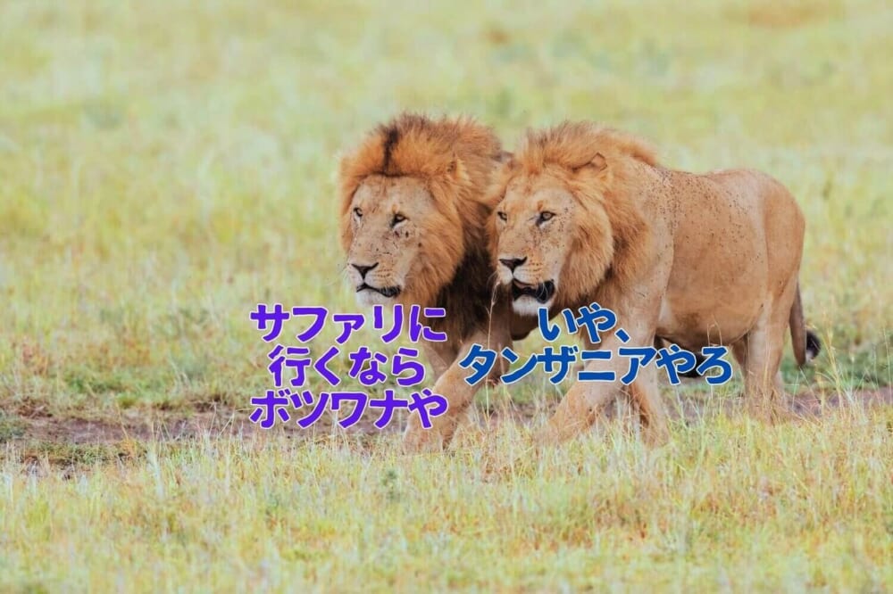 サファリへ行こう ヒサクニヒコ 東アフリカのサバンナ実践ガイド