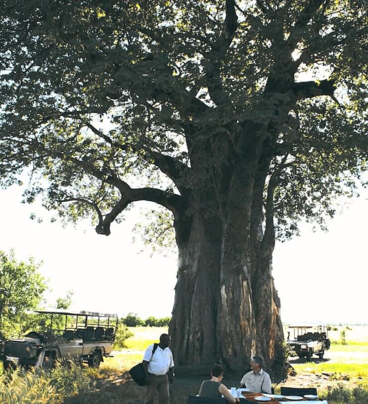 バオバブの木の下でのランチの画像