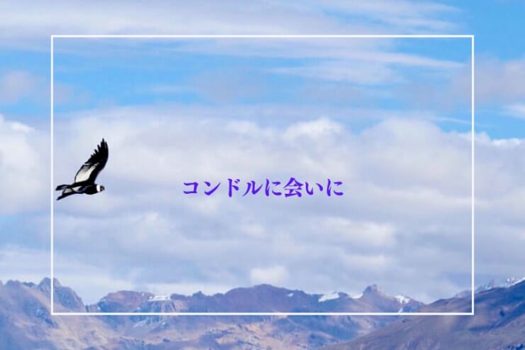コルカ渓谷を飛翔するコンドルの画像