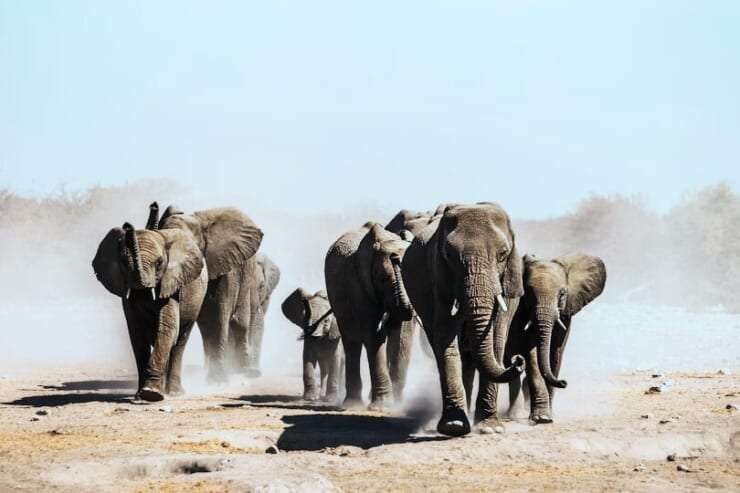ゾウ一家の移動の画像