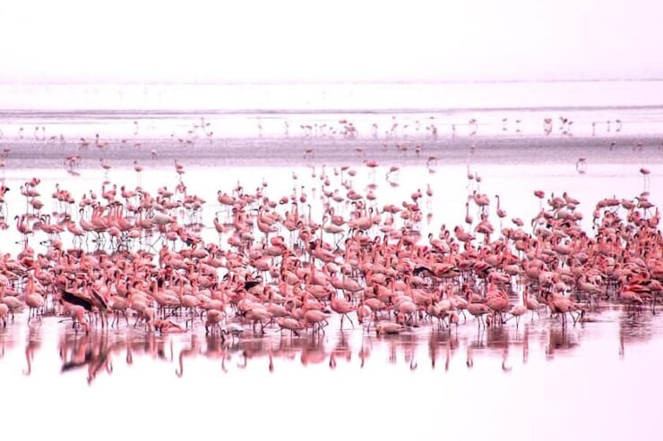湖に集まるフラミンゴの群れの画像