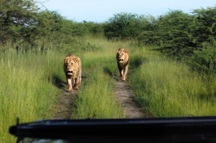 ジープに向かってくる2頭のライオンの画像